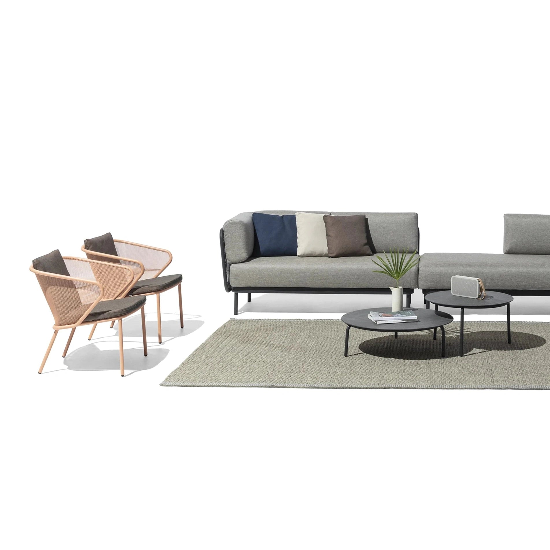 Todus - Sdraio condor